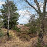 Waldweg führt durch Bäume zu einem Blick auf das Meer.