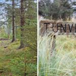 Waldweg mit Schild TUNVEJ 8. Gras und Bäume umgeben den Pfad.