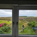 Durch Fensterblick auf grünes Feld mit Schafen und blühenden Sträuchern.
