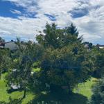 Grüner Garten mit Bäumen und Gartenmöbeln unter blauem Himmel mit weißen Wolken.