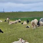 Flock of sheep grazing on green field, tower and hills in background.
