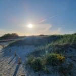 Sunny sandy path through dunes with grass and yellow flowers.
