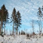Schneebedeckter Wald mit hohen Tannen und einem blauen Himmel mit Wolken.