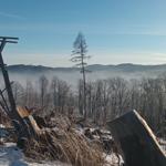 Schneebedeckter Wald mit Blick auf Hügel und einen einzelnen Baum.