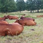 unser "Harzer Höhenvieh"