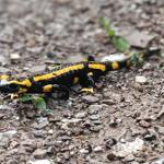 Salamander, gibt es hier auch