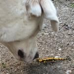 Ein weißer Hund beobachtet eine gelb-schwarze Salamander auf dem Boden.