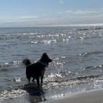 Hunde sind bei uns ebenfalls Willkommen!