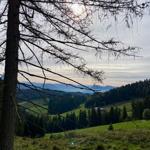 View through tree branches onto green hills and mountains under sun.