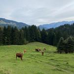 Cows graze on a green meadow before forest and mountains.