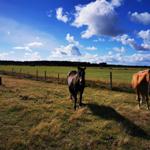 Drei Pferde grasen in einem grünen Feld unter blauem Himmel mit weißen Wolken.