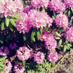 Blühender Strauch mit rosa Rhododendronblüten neben Steinweg