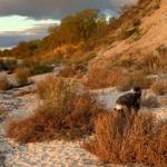Herbst am Hundestrand Südstrand mit Hund Rudi