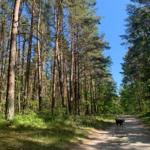 Spaziergang mit Hund durch die Baaber Heide.