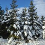 Blick im Winter aus der Küche