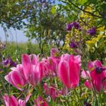 Pinkfarbene Tulpen und lila Blüten im Garten unter Bäumen.