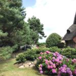 Haus mit Strohdach, blühende Hortensien und Nadelbäume im Garten.