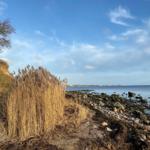 Strand mit Steinen und hohem Schilf unter blauem Himmel.