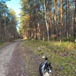 Rudi in der Baaber Heide
