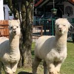 unsere Alpaka