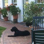 Schwarzer Hund liegt auf Steinplatten vor einem Haus mit Blumen.