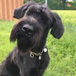 Eby, die Riesenschnauzerdame