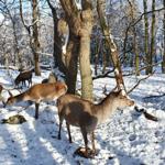 Das Wildgehege in Bad Harzburg