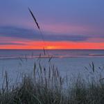 Sunset over the sea with reeds in the foreground.