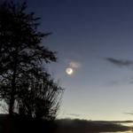 Mond über Baum und Wolken am Abendhimmel