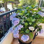 Blauer Hortensienstrauß in einem gestreiften Topf auf einer Terrasse mit Geländer.