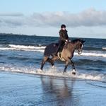 Eine Person reitet ein Pferd durch das Wasser am Strand.