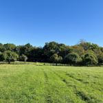 Grünes Feld mit Holzzaun und Wald im Hintergrund. Eine Hütte ist teilweise sichtbar.