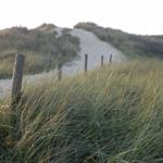 Sandweg durch Dünen mit hohem Gras und Holzpfosten