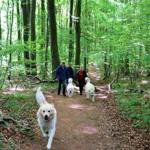 Wanderung mit Hunden