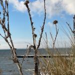 Dornige Pflanzen im Vordergrund, dahinter Meer und Himmel mit Wolken.