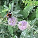 Schmetterling auf lila Distelblüte in grüner Vegetation