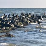 Viele Vögel sitzen auf Steinen am Wasser. Wellen brechen an der Küste.