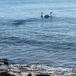 Zwei Schwäne schwimmen im ruhigen Wasser nahe dem Strand.