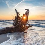 Sonnenuntergang hinter einem toten Baumstamm am Strand.