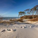 Sanddünen mit Spuren führen zum Meer. Bäume und Strandvegetation sind sichtbar.