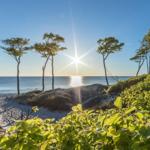 Sonnenlicht durch Bäume auf Strand und Meer