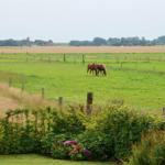 Zwei Pferde grasen in einem grünen Feld hinter einem Zaun mit Blumen.