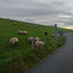 Blick von unserem Grundstück auf den Deich