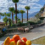 Tisch mit Obst vor Palmen und Bergblick