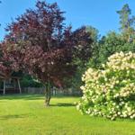 Garden with tree, flower bush, and swing under open sky.