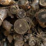 Holzstapel mit frisch gesägten Baumstämmen und Ästen