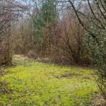Ein Pfad durch einen Wald mit Moos und Bäumen