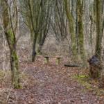 Holzbank im Waldweg zwischen Bäumen und Laub