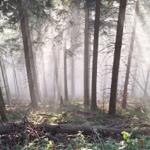 Mystischer Schwarzwald