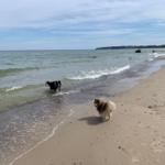 Hunde sind bei uns Willkommen und genießn Ihre Zeit am Hundestrand von Göhren